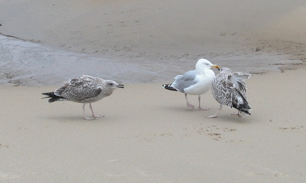 Seagulls