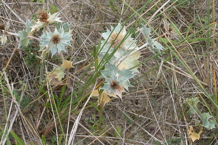 Sea Holly