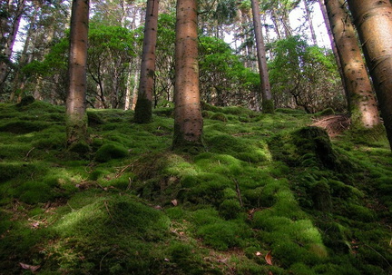 Moss