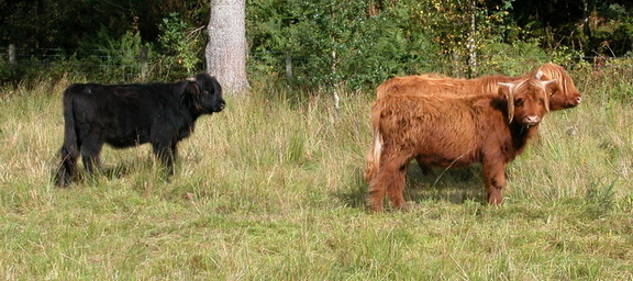 Cows