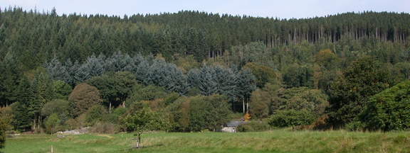 Hillside
