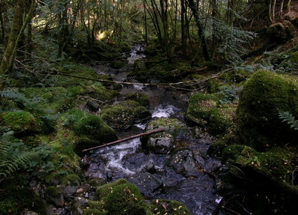 Rapids