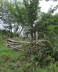 Tree protection