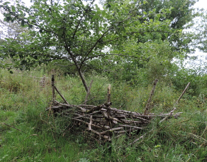 Tree protection