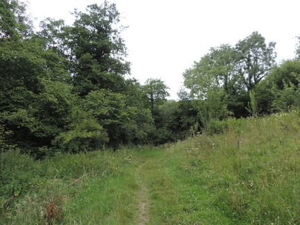 Into the woods