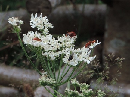Beetles