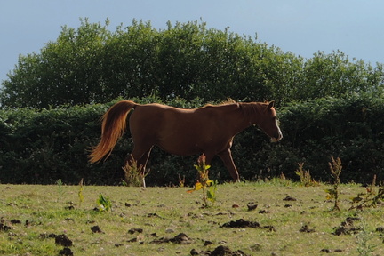 Horse