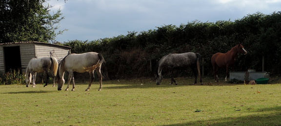 Horses