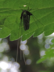 Mayfly