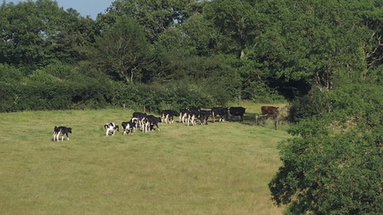Cows