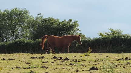 Horse