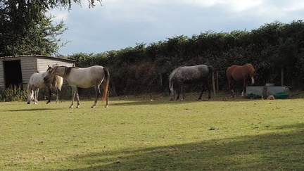 Horses