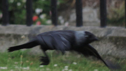 Crow