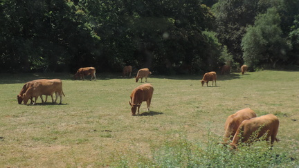 Bullocks