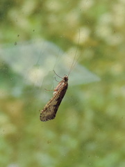 Moth