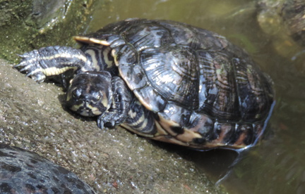Terrapin