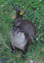 Otter