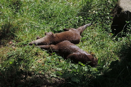 Otters