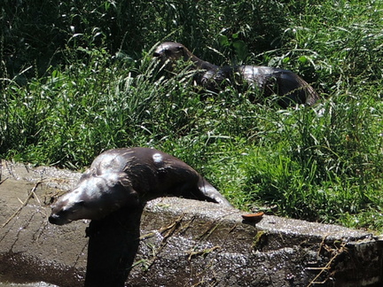 Otters