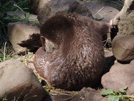 Otter