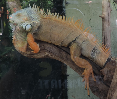 Lizard