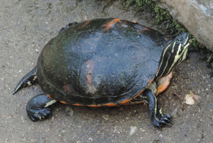 Terrapin