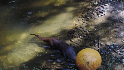 Otters