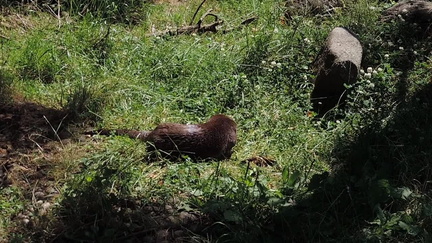 Otters