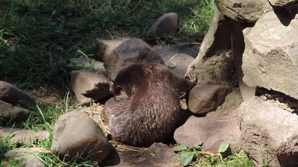 Otter
