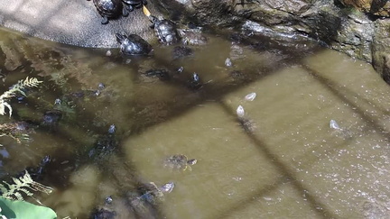 Terrapins