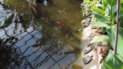 Fish and terrapins