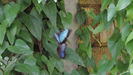 Butterflies