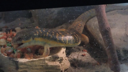 Skink