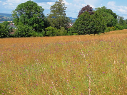 Meadow