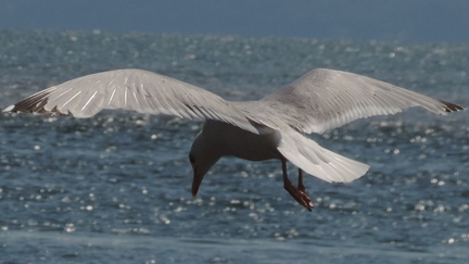 Seagull