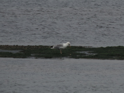 Gull