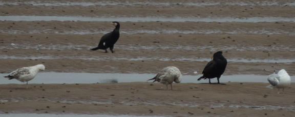 Birds