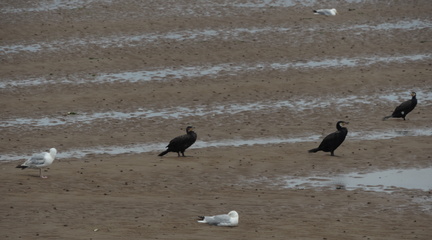 Birds