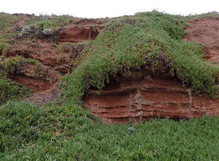 Overgrown cliffs