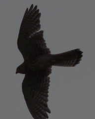 Bird of prey