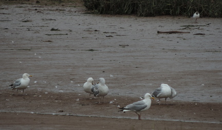 Birds