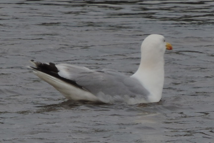 Gull