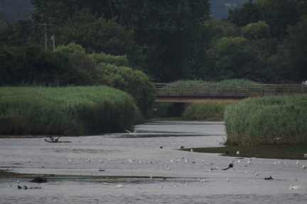 Bridge