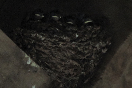 Nest