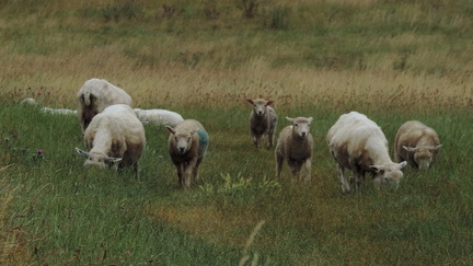 Sheep