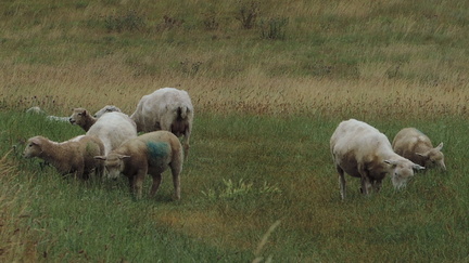 Sheep