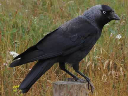 Crow