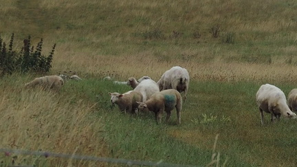 Sheep
