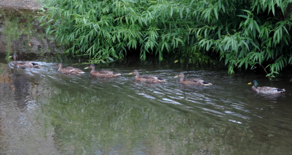 Ducks