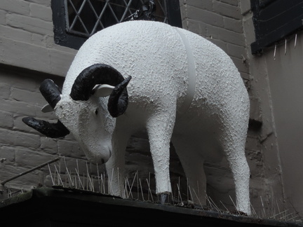 Ram
